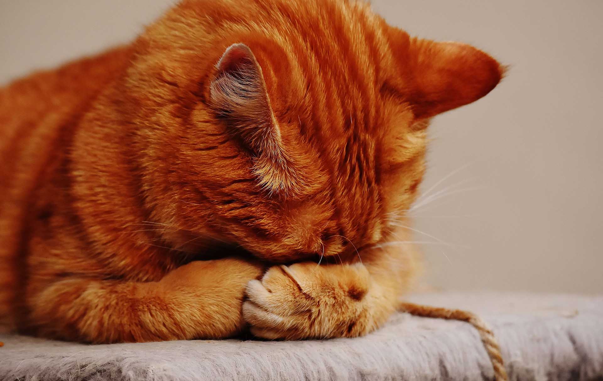 Krankheiten Von Katze Auf Mensch