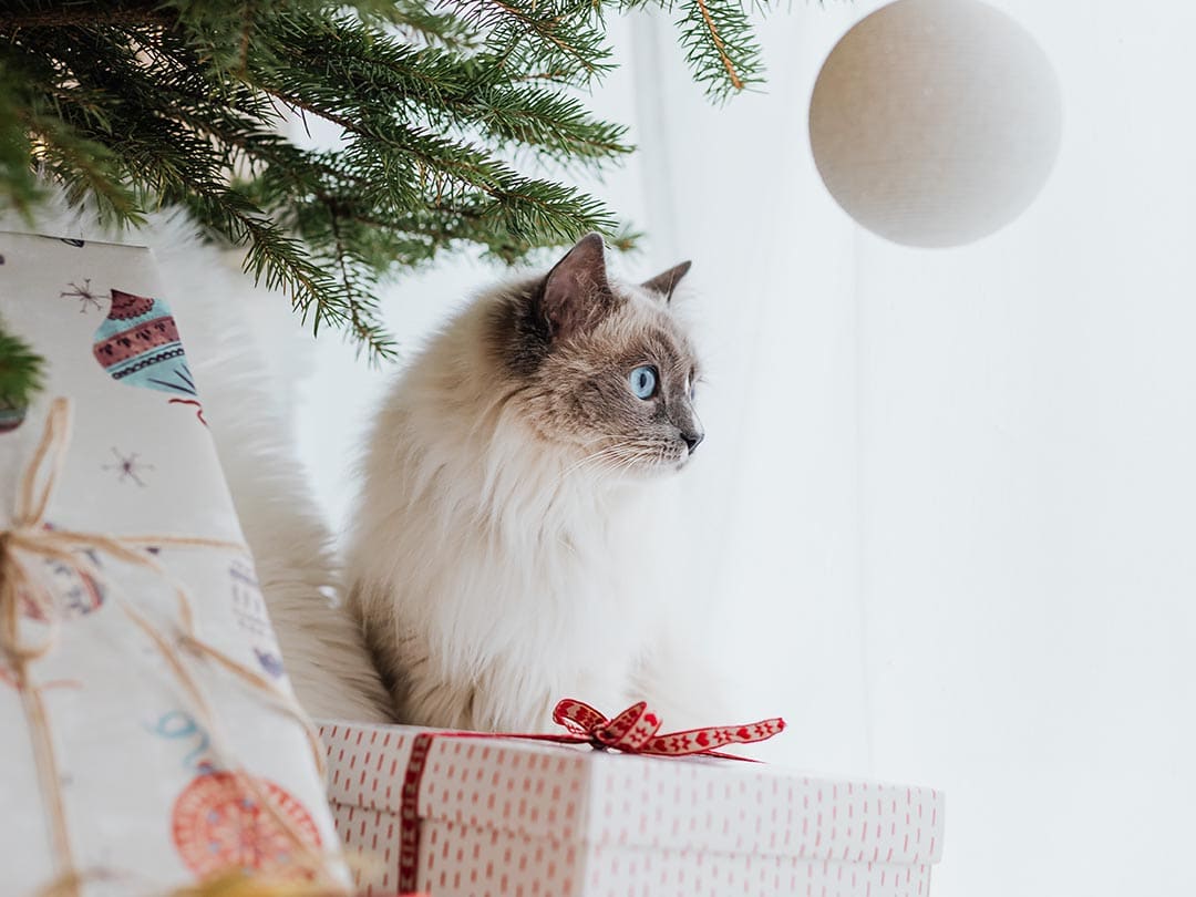 Kleine & große Geschenkideen für Katzenliebhaber – besonders und mit Sicherheit Freude pur