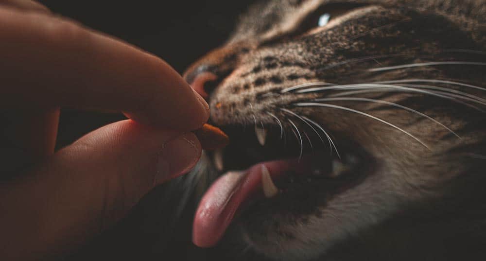 Worauf du bei der Leckerli-Auswahl für deine Katzen unbedingt achten musst