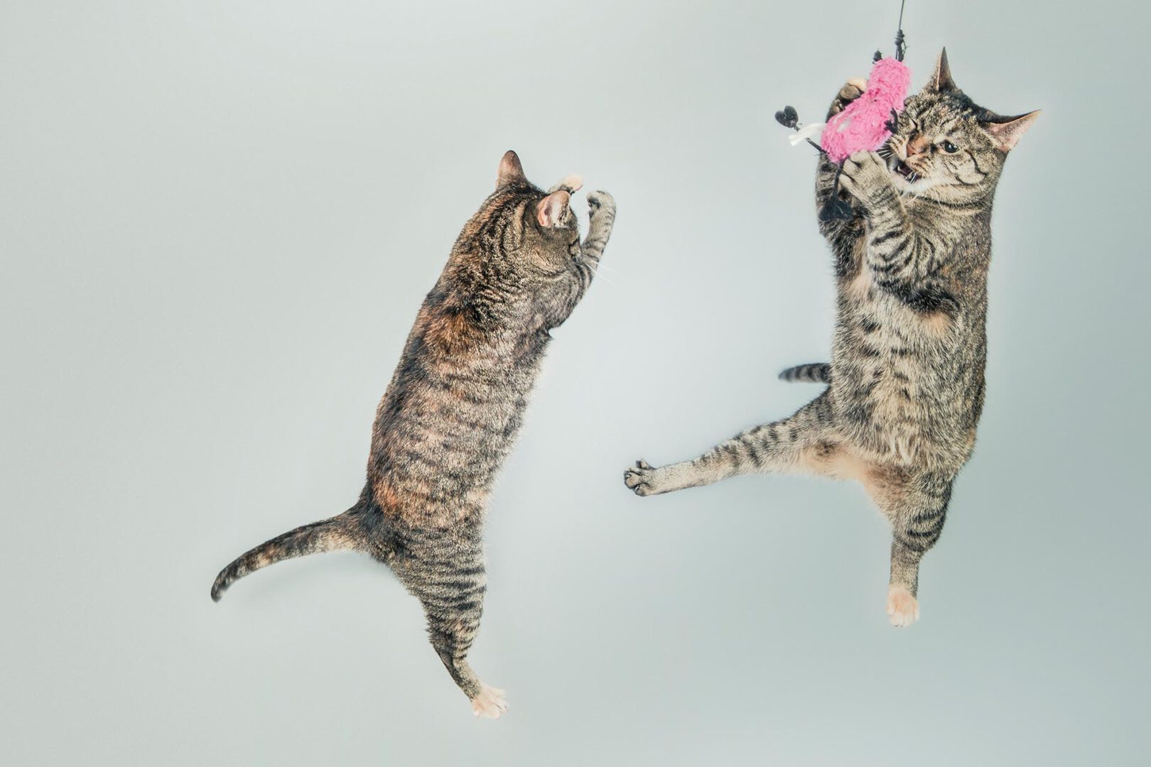Katzen springen