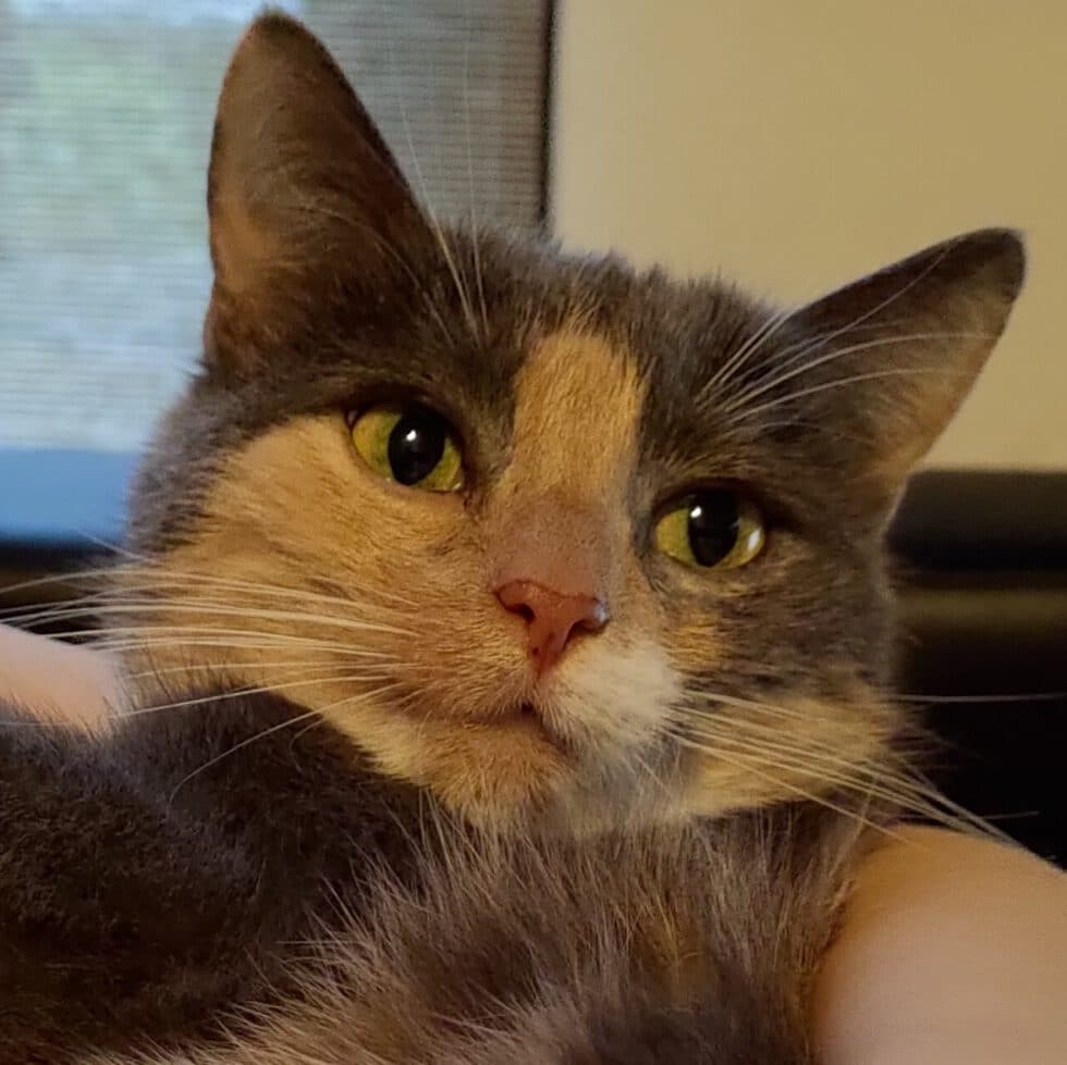 Katze Mit 3 Monaten Raus Lassen