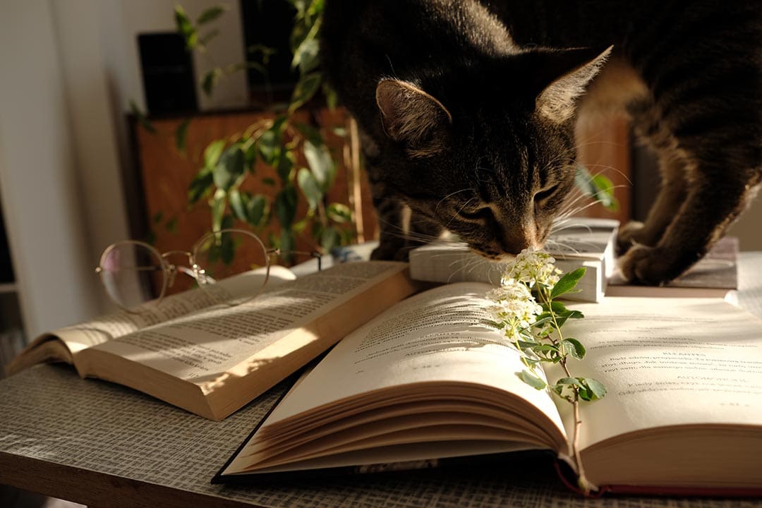 Die besten Bücher rund um die Katzenernährung