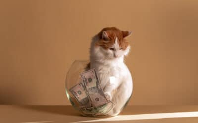 Bezahlst du zu viel für dein Katzenspielzeug?