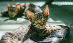 Eingewöhnungstipps für einen guten Start: Das erwartet dich in den ersten Wochen mit Kitten