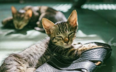 Eingewöhnungstipps für einen guten Start: Das erwartet dich in den ersten Wochen mit Kitten