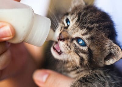 Futter für den Junior – so fütterst du dein Kitten gesund und glücklich