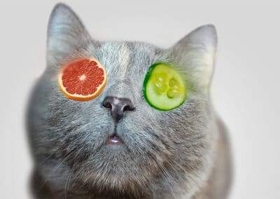 Darf ich meine Katze vegan/ vegetarisch ernähren?