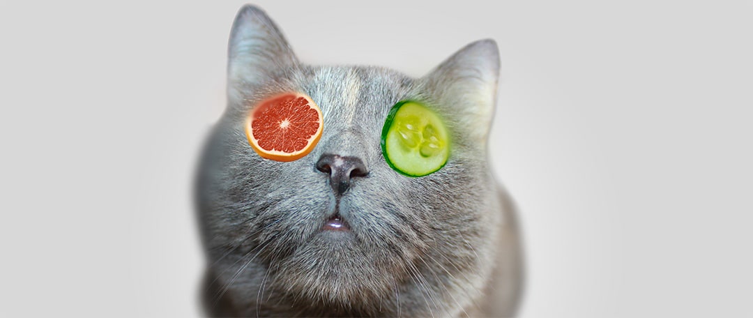 Darf ich meine Katze vegan/ vegetarisch ernähren? | Katzenkram