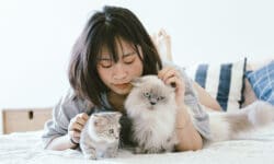 „Alte“ Katze und „neue“ Katze: Zusammenführung auf Augenhöhe
