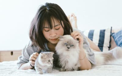 „Alte“ Katze und „neue“ Katze: Zusammenführung auf Augenhöhe