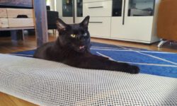 Meine Katze hat Krebs: Von der Diagnose zur OP