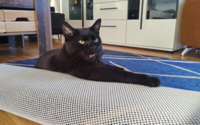 Meine Katze hat Krebs: Von der Diagnose zur OP