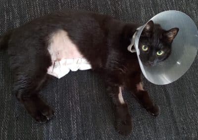 Meine Katze hat Krebs: Der Rattenschwanz nach einer OP