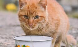 Diese 3 Ernährungs-Irrtümer sind Gift für deine Katze