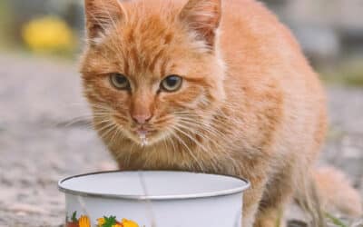 Diese 3 Ernährungs-Irrtümer sind Gift für deine Katze