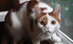 4 No Go's für Katzeneltern: Pfoten weg von diesen Alltagssünden