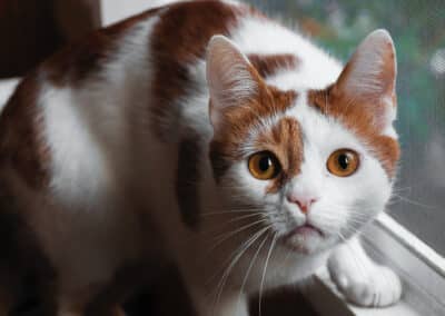 4 No Go’s für Katzeneltern: Pfoten weg von diesen Alltagssünden